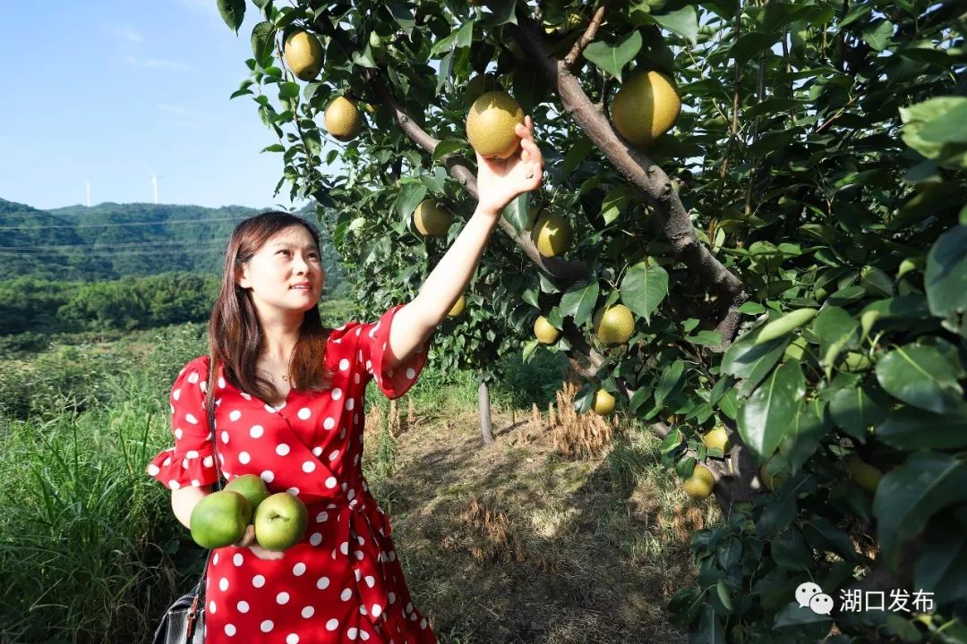 湖口这对80后夫妻4年的耕耘苦尽甘来