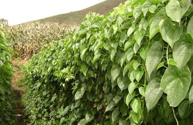 如何栽培山药这里有的知识你或许不知道但是它们很重要