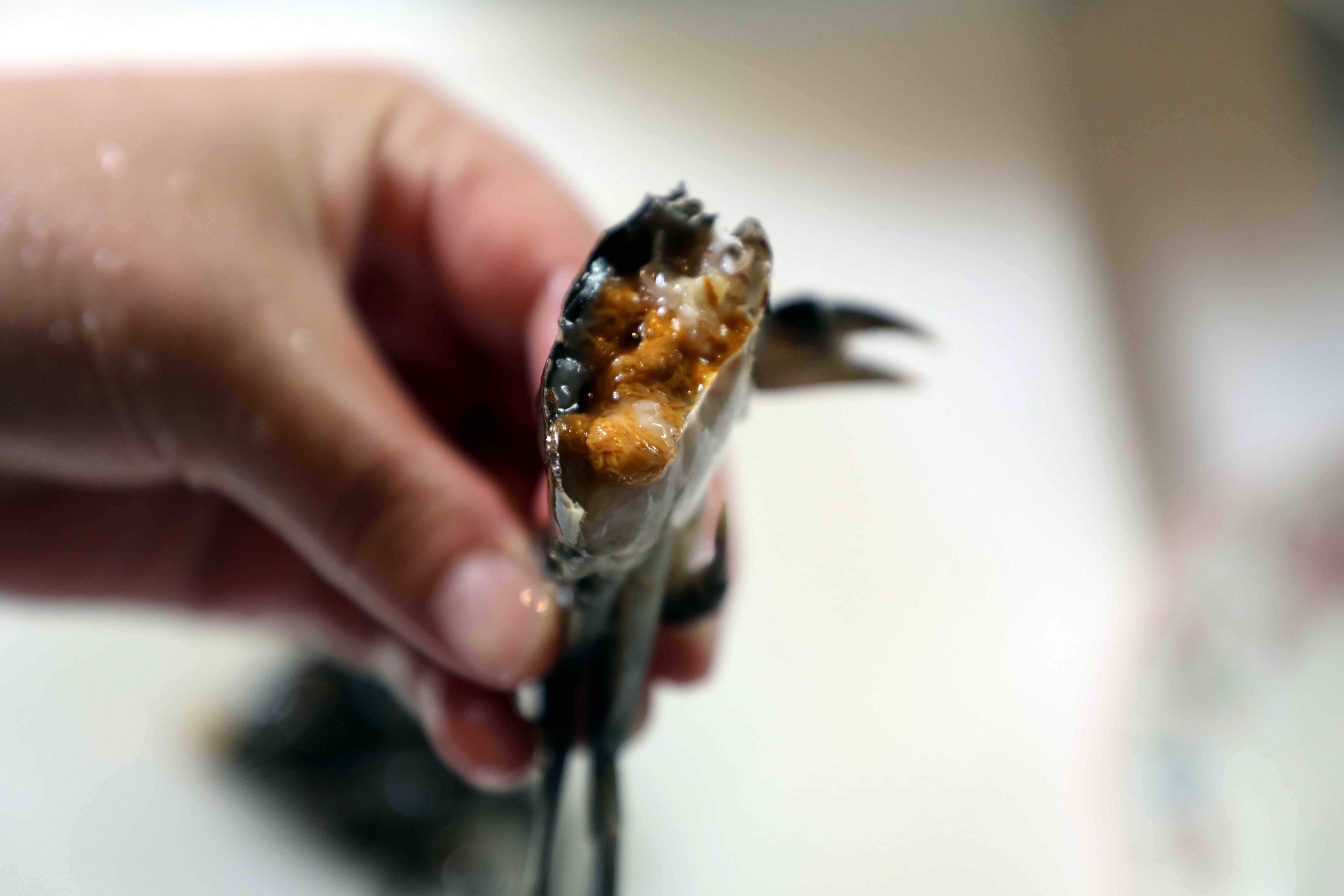 都说"六月黄"好吃,看一看切开的长江野生小螃蟹,里面蟹黄已经非常饱满