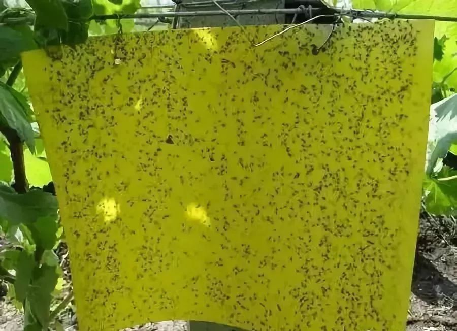 方法一:采用粘虫黄板诱杀蚜虫蚜虫的防治方法