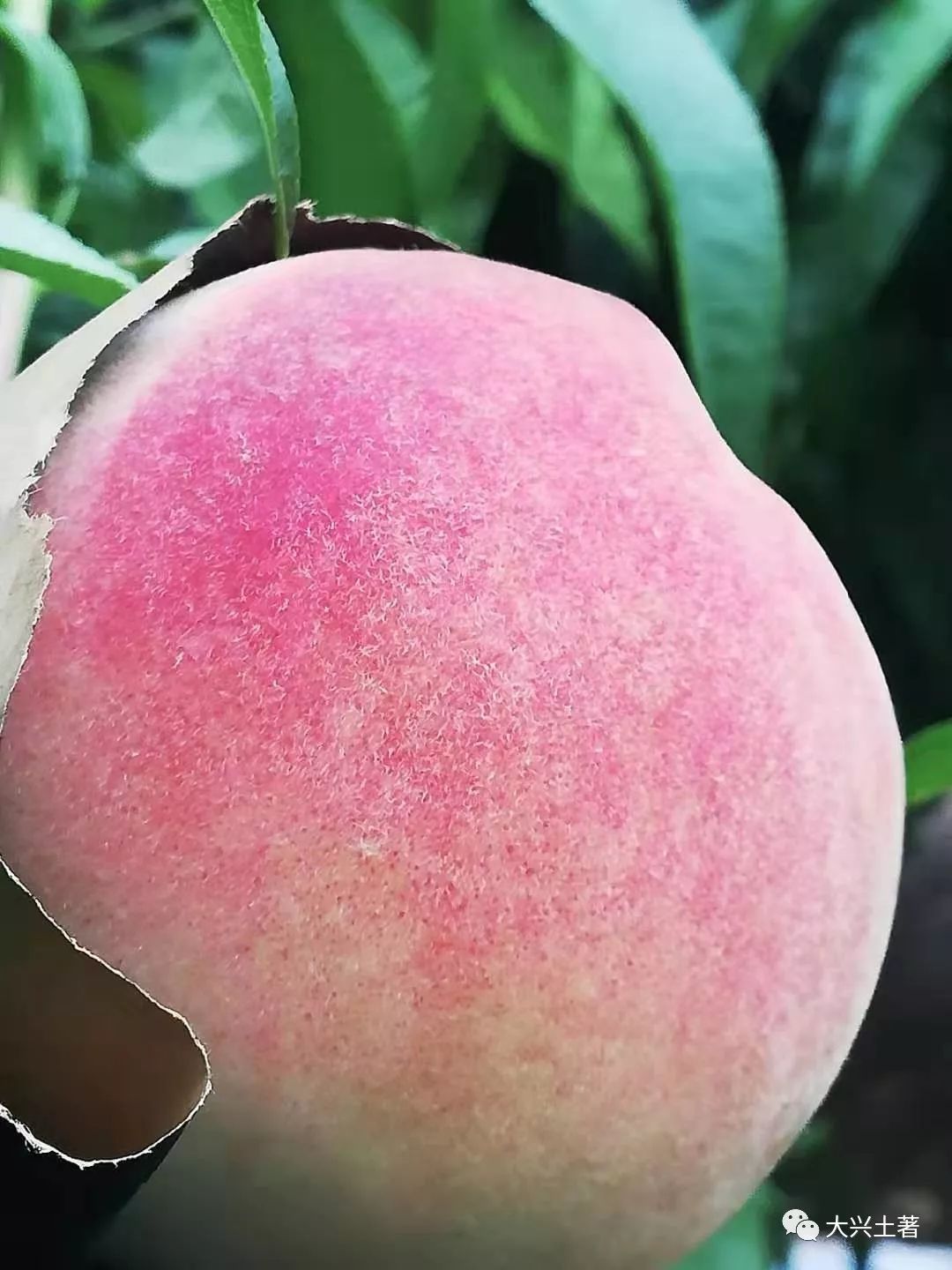 倍儿甜今年买桃儿找她就够了