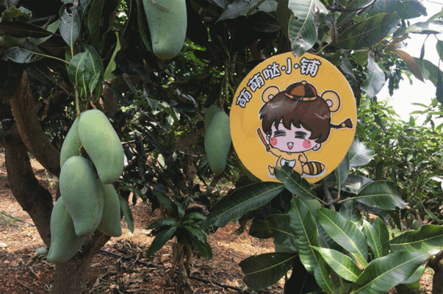 抢购期间如有任何问题,请联系客服微信:芒里芒外芒果-1-在vivi经过