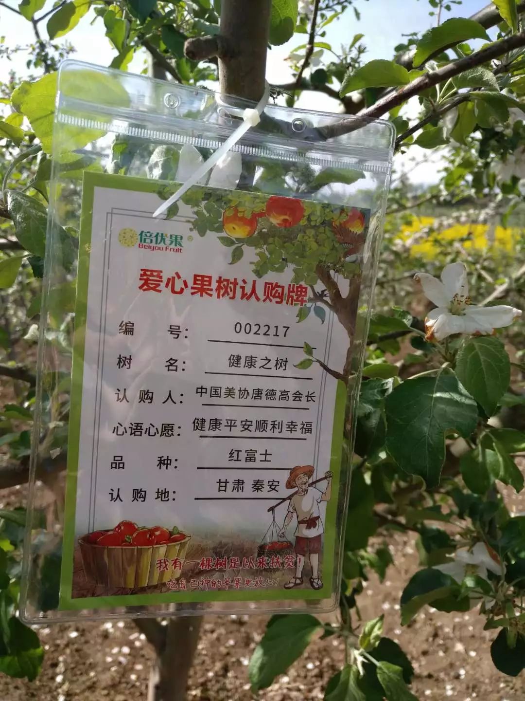 苹果树树牌图片