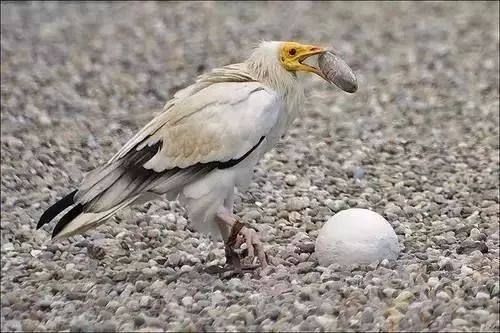 动物的奥秘这些动物也会使用工具