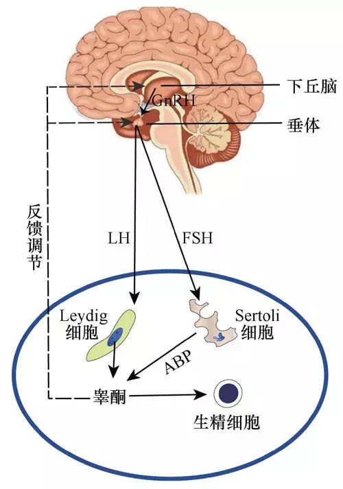 的,融合了现代生物化学,细胞生物学,内分泌学和分子生物学等的交叉学