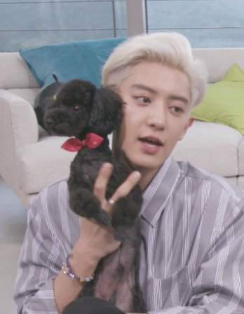 多动症的多芬,连主人朴灿烈都驾驭不住的活泼好动