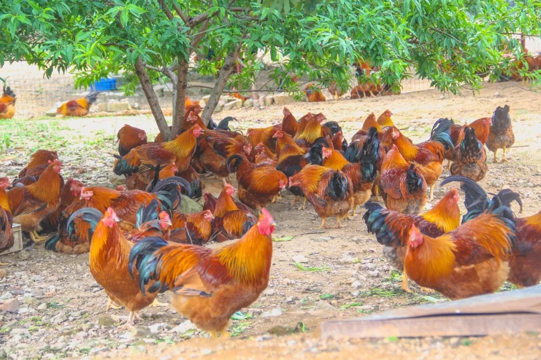 靠一只扇鸡获得1000 好评!不少人为了它而来!如今要搞新动作!