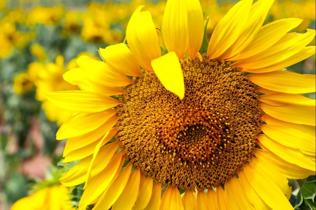 要火羊亭这个地方竟然隐藏了百亩向日葵花海