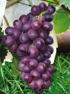 一起来看看↓↓葡萄种类非常多,金桃山有机葡萄采摘园的有的葡萄表面