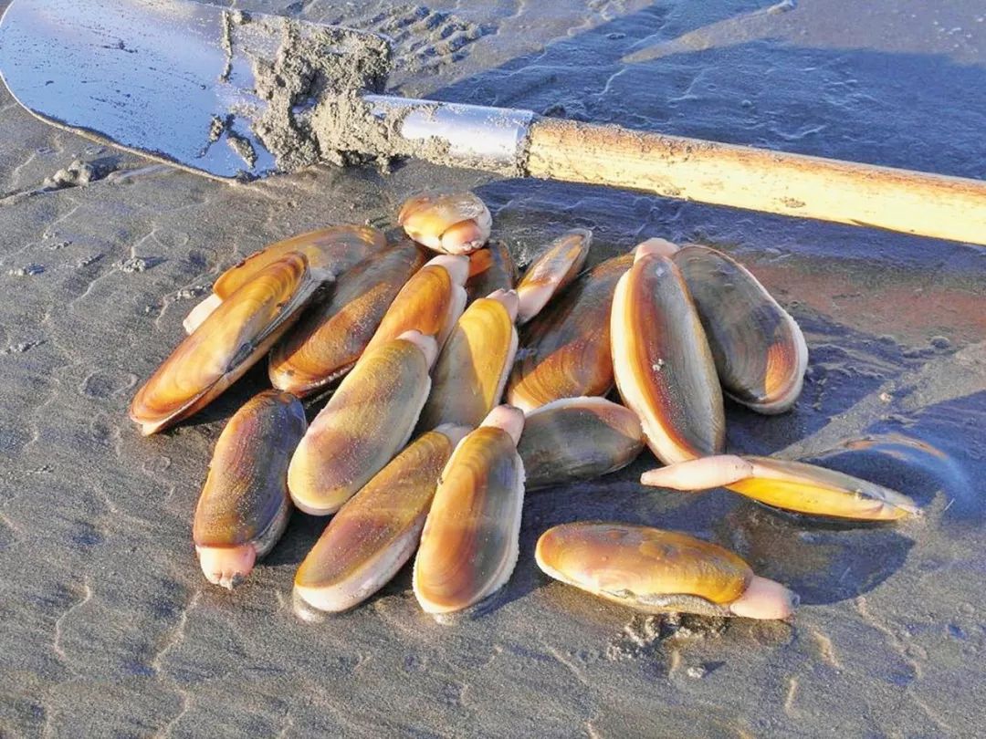 卑诗挖蚌全攻略象拔蚌青口自己挖海边美味多