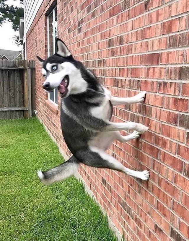 25个狗狗搞笑时刻:养狗如果不是为了搞笑,那便毫无意义