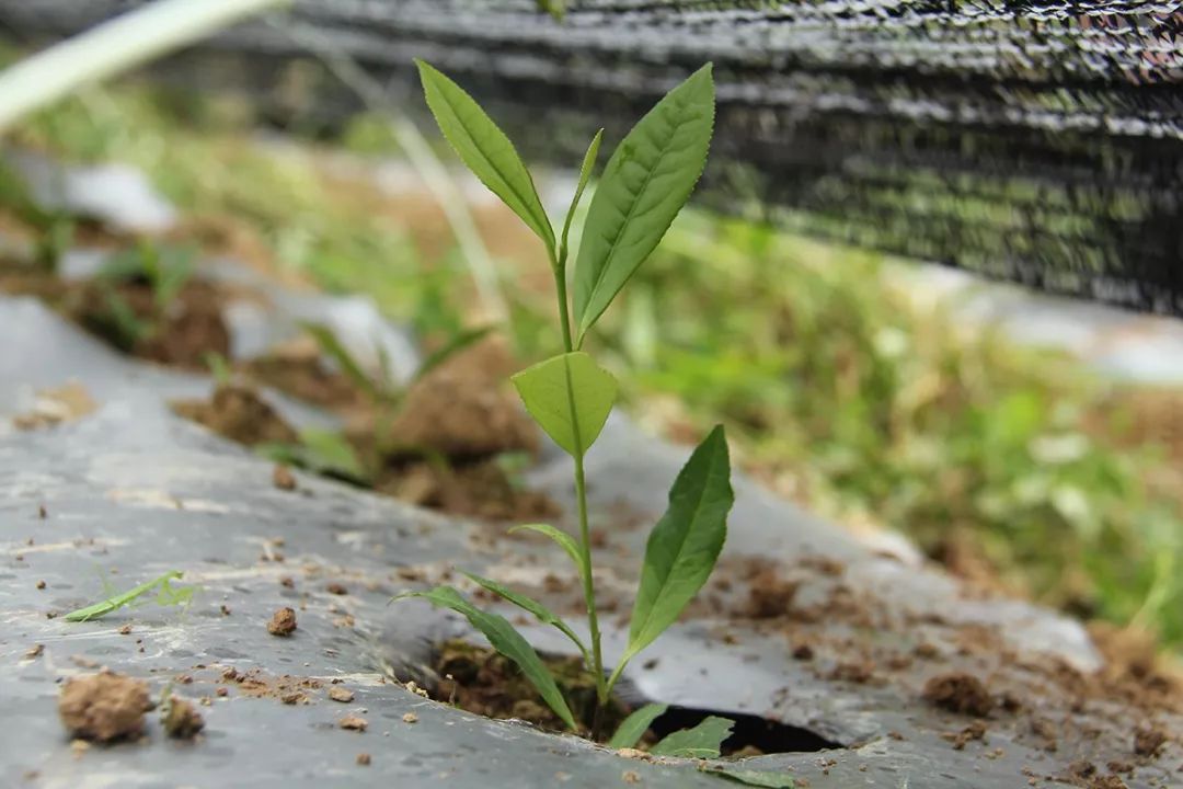 在村内流转土地207亩发展种植黄金茶产业,5月份种下的小茶苗现已长到7