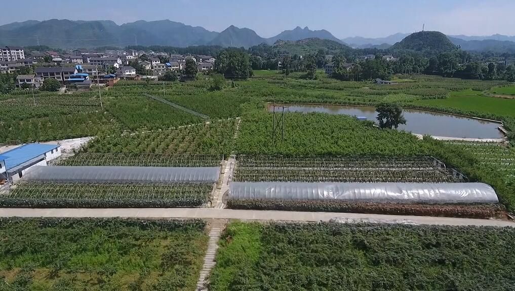 蒲场镇菜俏果甜茶飘香