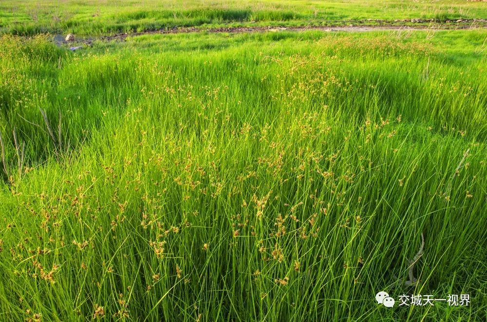 绿色地狱船子草图片