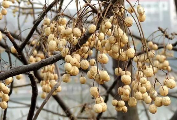 (上林时空)_果子