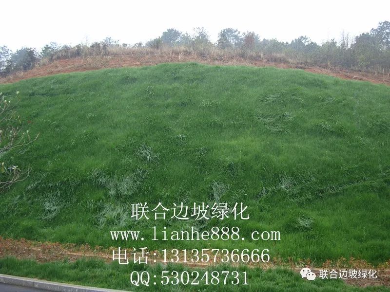 武汉光谷生物城二妃体育馆边坡复绿