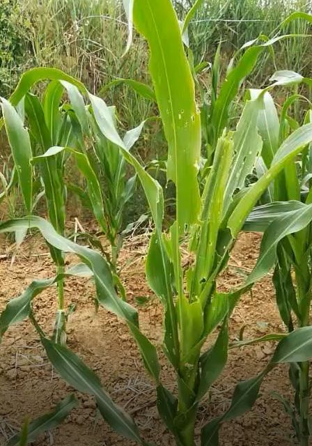 昔阳玉茭地有救啦村民变身飞行员虫口夺粮