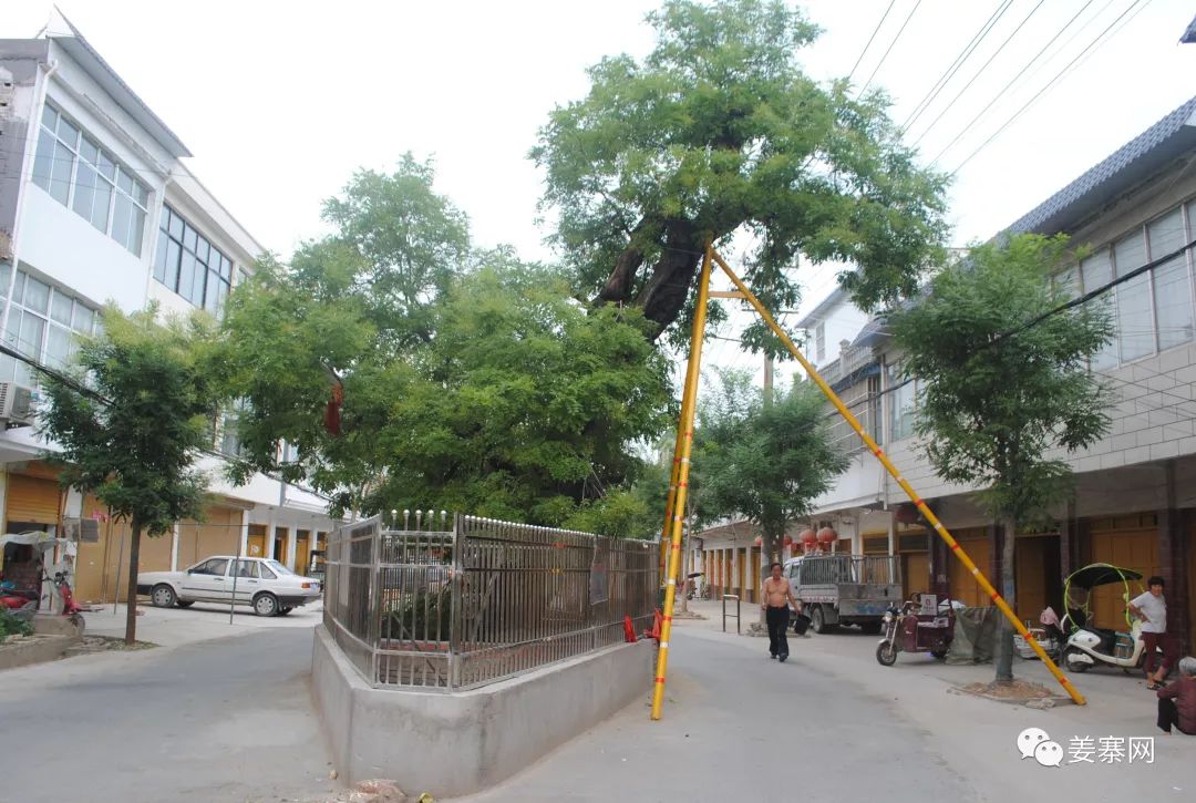 临泉姜寨镇两棵树龄500多年的古槐开花啦