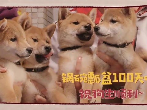 王珞丹领养瓢哥,网友:瓢哥终于有家了!_狗狗