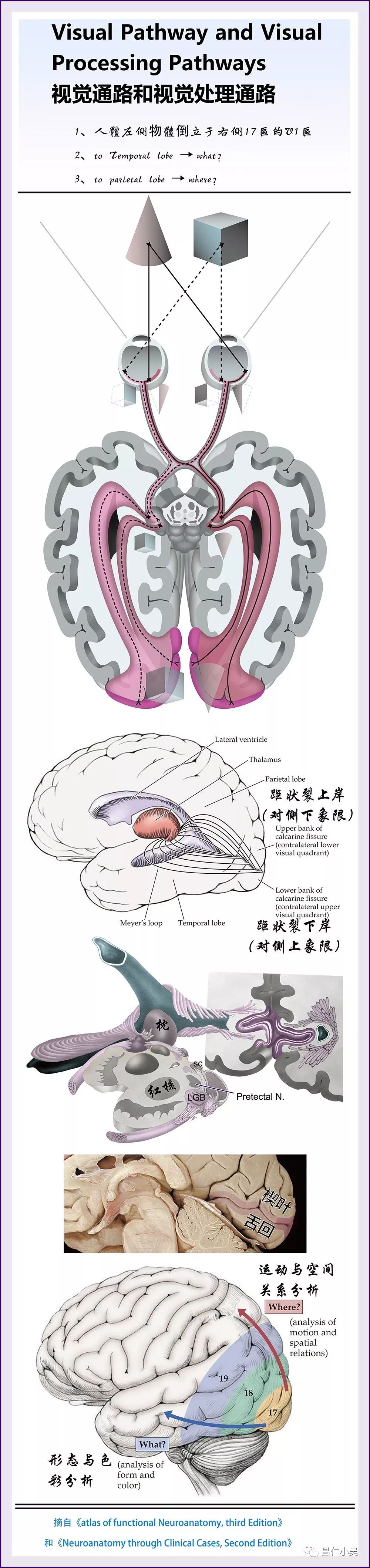 神經解剖| 與眼相關的神經解剖學習筆記