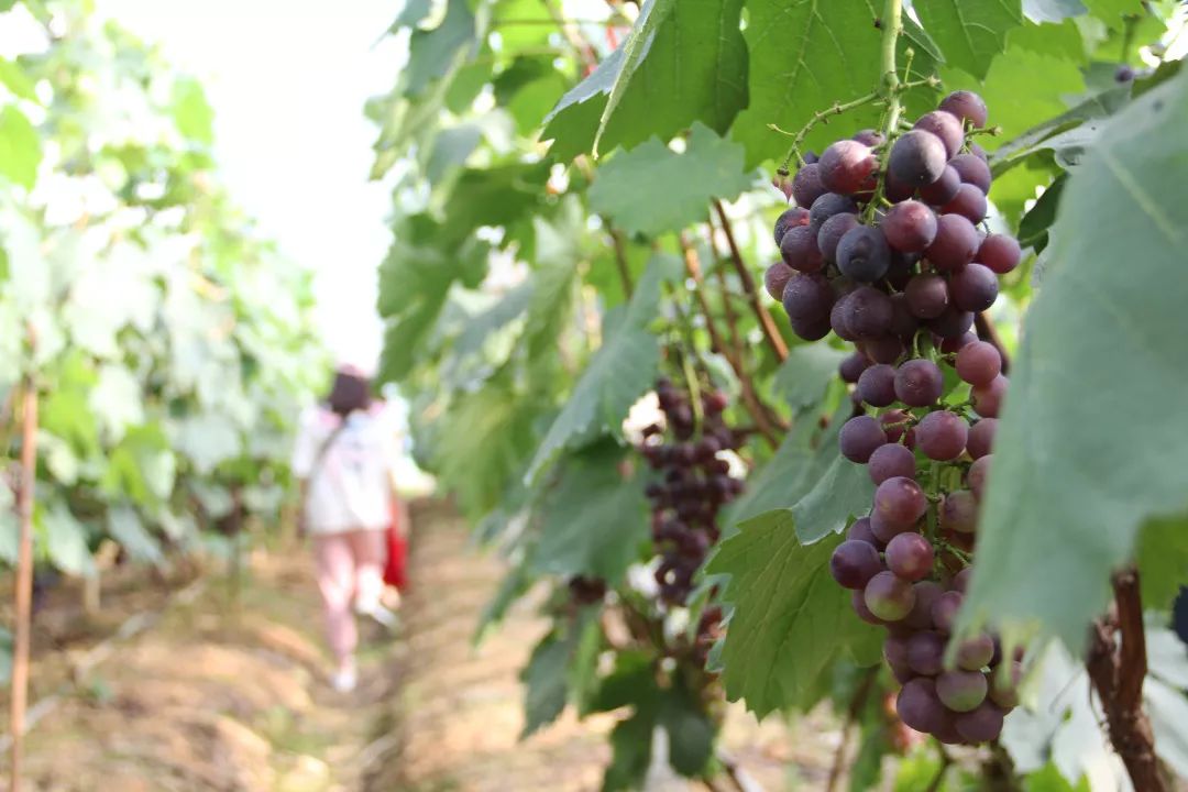 的感觉摘一串黑亮晶莹的葡萄在绿荫浓郁的葡萄林里烈日当头的夏天夏天