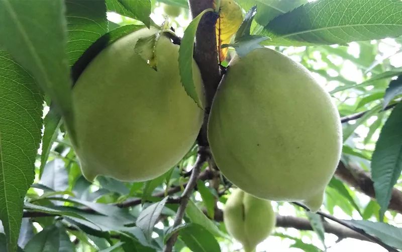 南岸有片潘(青)桃园!