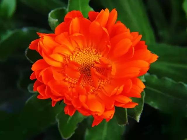 7月15日巨蟹星座花「金盏花与澳洲野玫瑰」