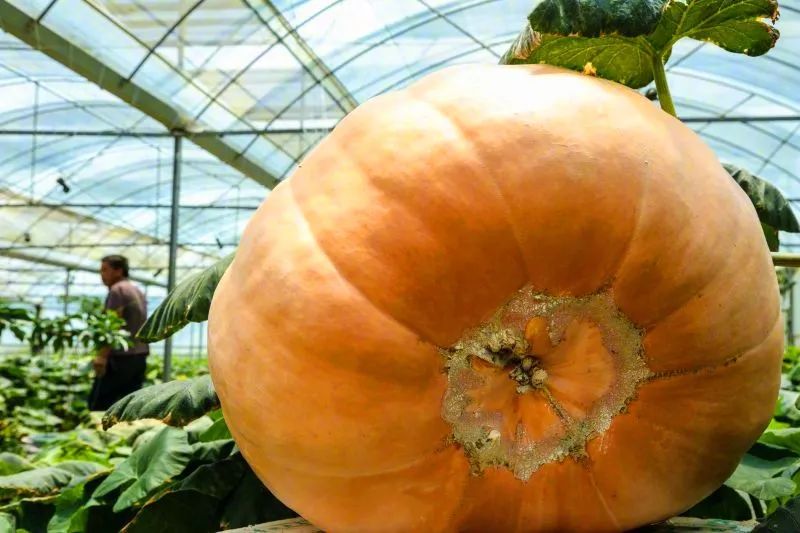 你见过武陵山区罕见的800斤超级大南瓜吗一天最快能长20斤