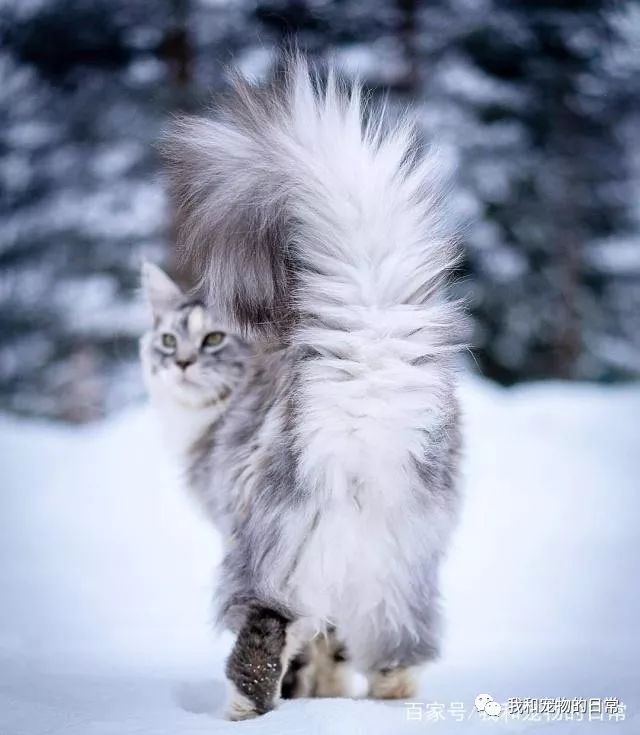 这只猫不仅浑身披满长毛而且身后的尾巴还会开花