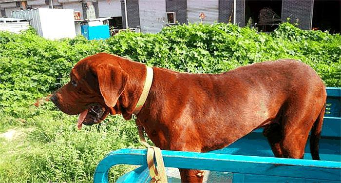 东北虎犬纯种图片