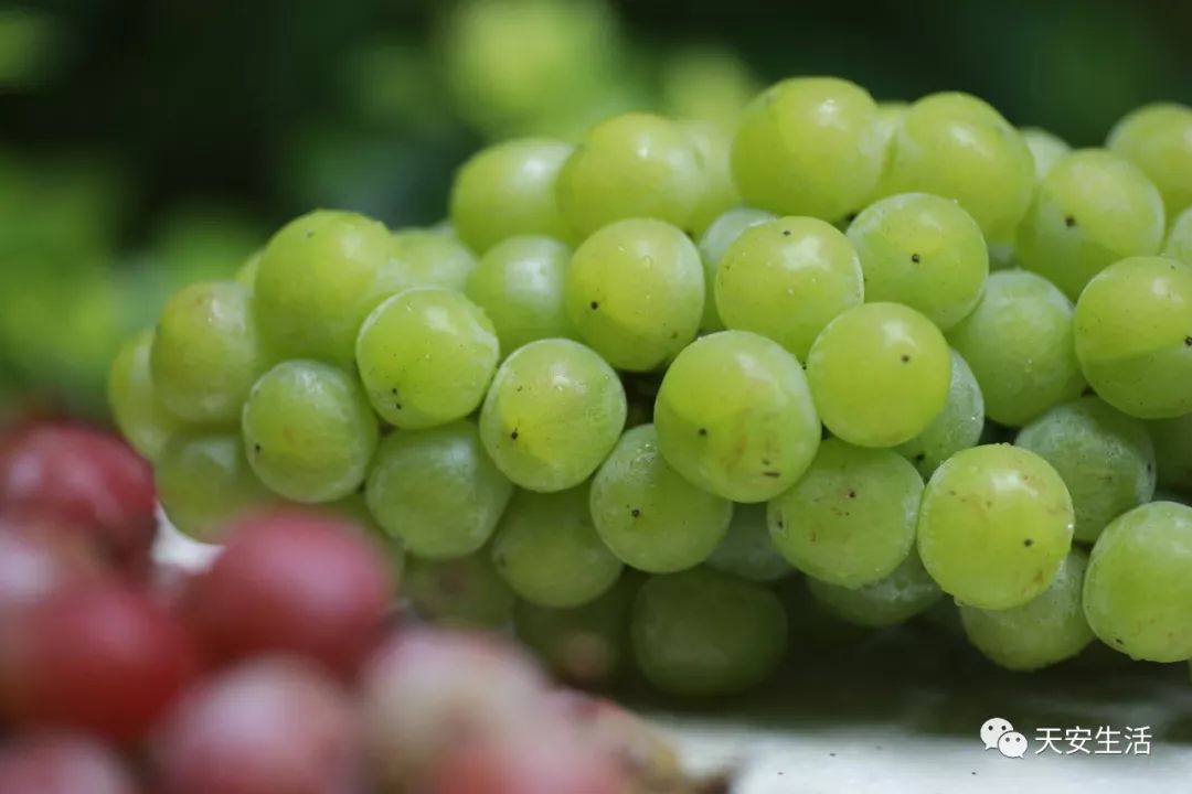 90后少年邀你闻香识葡萄