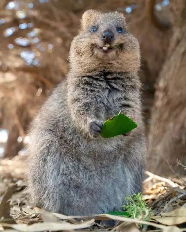 宠爱短尾矮袋鼠开心吃树叶笑容满分