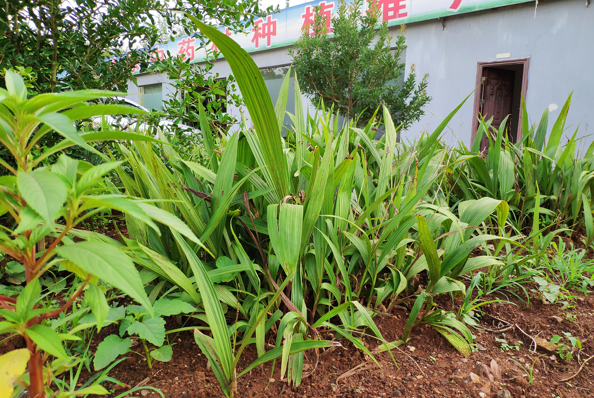 白芨怎么种植和管理(白芨怎么种植和管理方法)