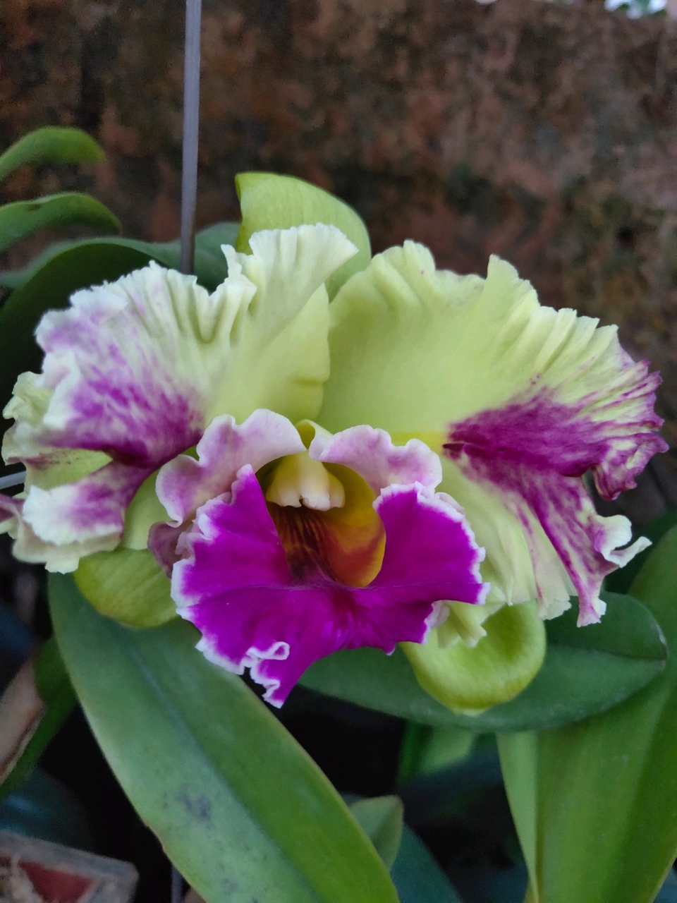 卡特兰在花期能浇水吗卡特兰在花期还要做到这些养护