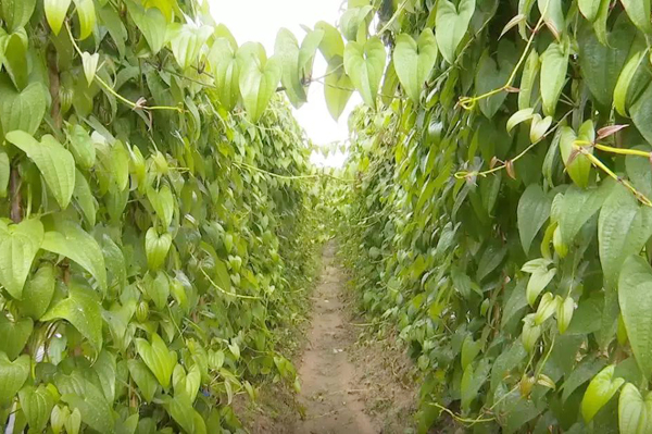 返乡种淮山,我们依然是尖兵