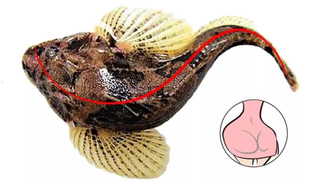 但爱鲈鱼美有多美