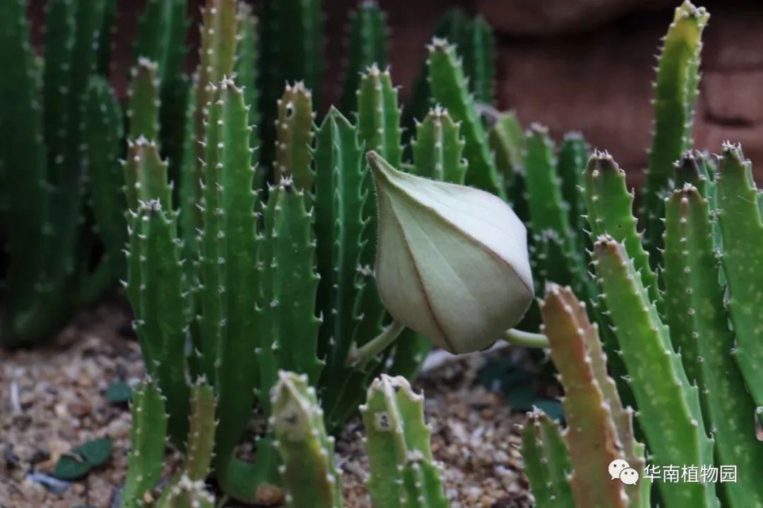原产南非,多年生肉质植物,植株丛生,四棱柱状茎直立向上生长,高20-30
