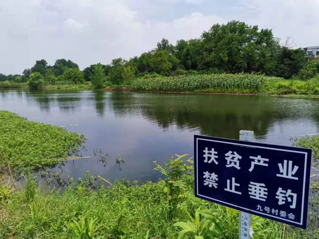 脱贫攻坚——柴桑区江州镇九号村实实在在的改变看得见!