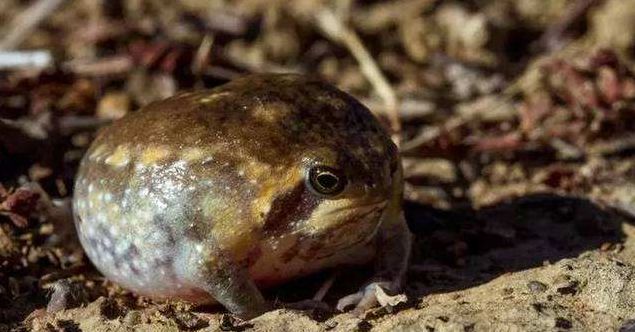 会气爆的青蛙,生活在沙漠,卵越过蝌蚪直接变幼蛙非常神奇