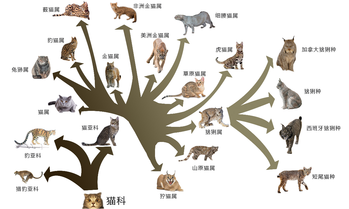 狭义上如何区分短尾猫与猞猁?它们有何异同?