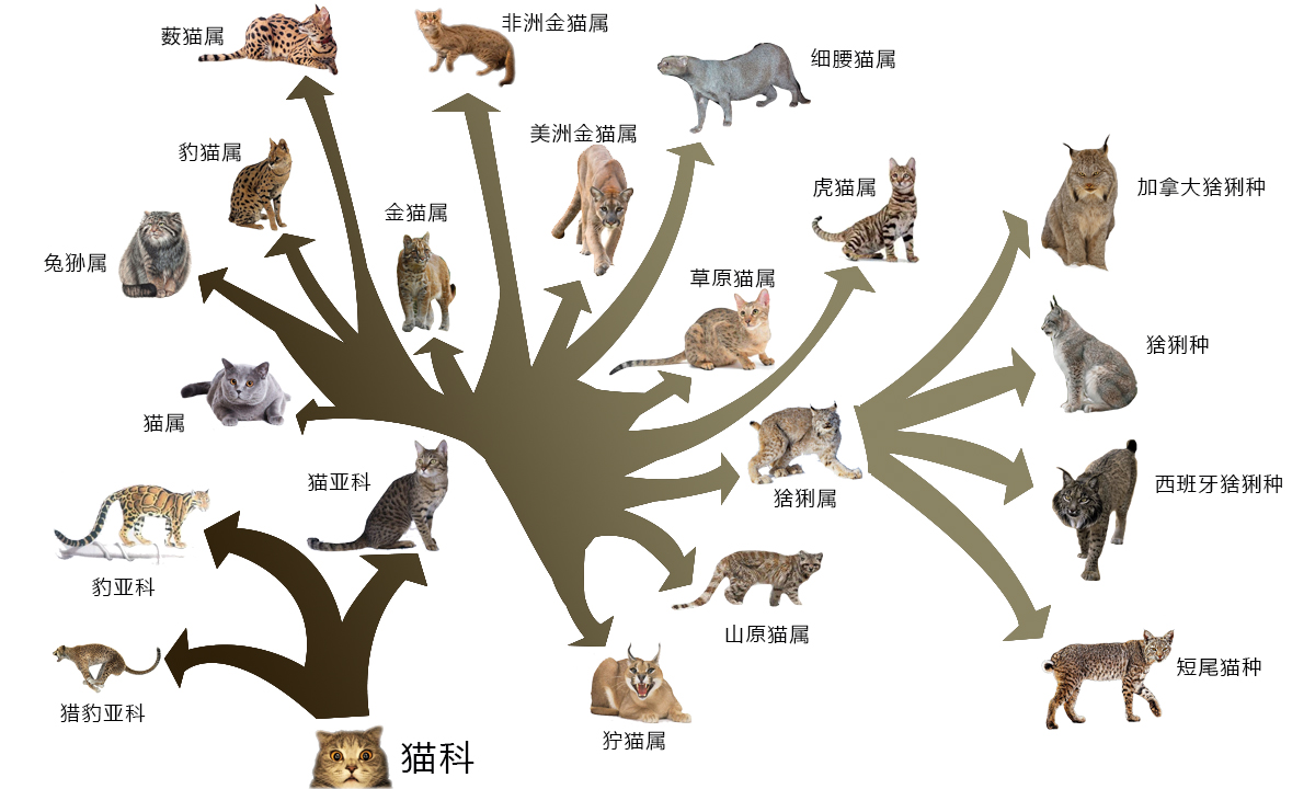 猫科动物关系图图片