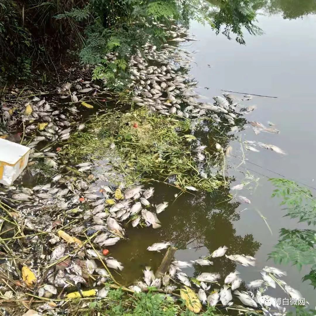 博白一水塘的鱼神秘死亡! 是被投毒还是另有其他原因?