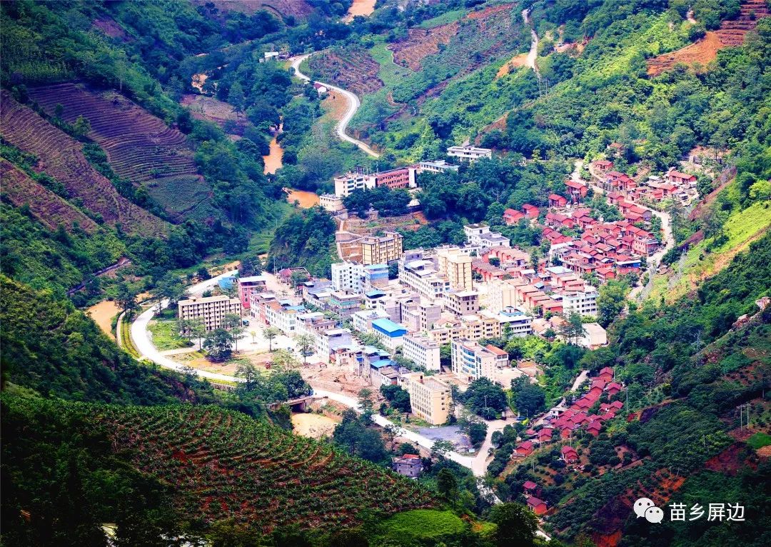 近年来,屏边县湾塘乡把产业扶贫作为脱贫攻坚的主要抓手,立足资源优势