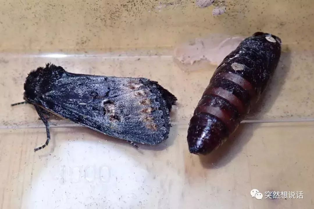 【你好!大自然】第112期:葱兰夜蛾竟也有高光时刻