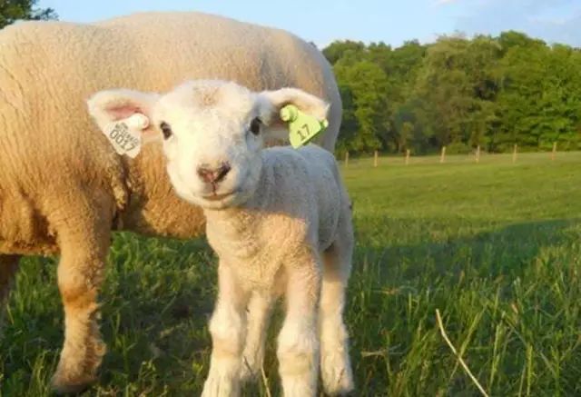 羔羊断尾长的快!_尾巴