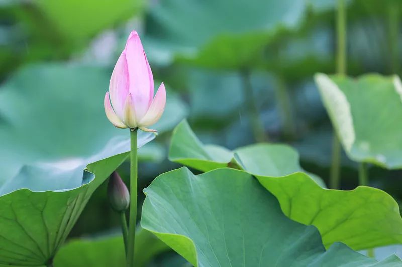 两寺渡公园里荷花悄然绽放等你来赏