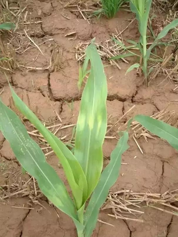 前旱后雨玉米苗后除草剂出现药害怎么办