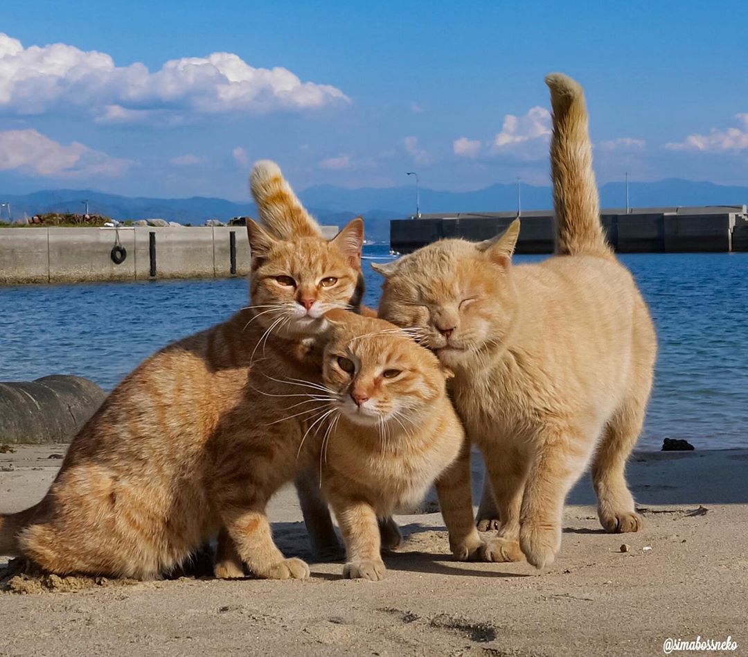 猫岛上盘踞着一股橘猫势力,今天你交保护费了嘛-搜狐大视野-搜狐新闻