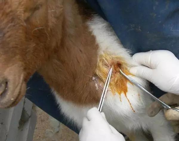 羊身上长脓包怎么治疗