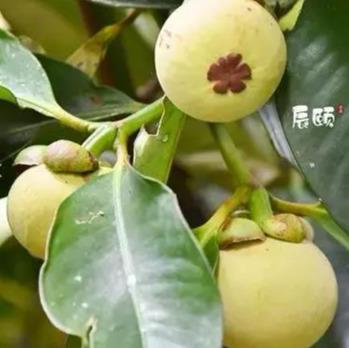 開花結果生長在熱帶雨林,雨水豐沛,陽光充足話說,山竹寶寶來自泰國